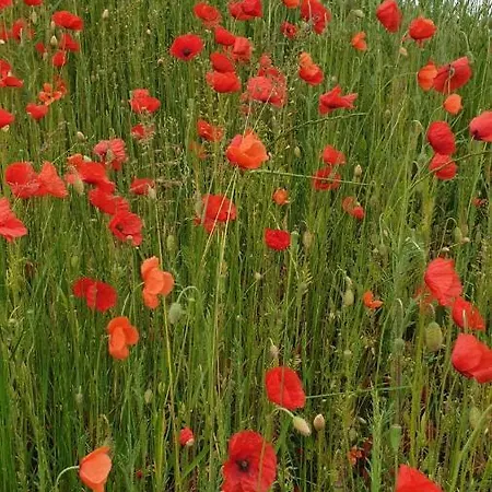 Mohnwiese Und Blumenwiese * Willingen (Upland)