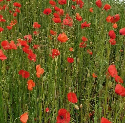 Mohnwiese Und Blumenwiese * Willingen (Upland)